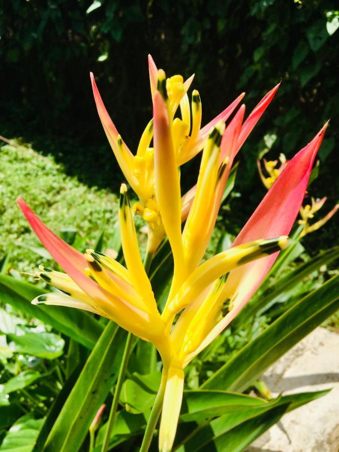 Casa Salvaje Vacation Rentals Bocas Town Exterior photo